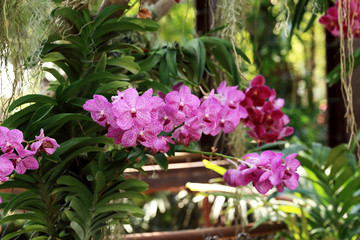 Purple vanda orchid, natural garden scene.