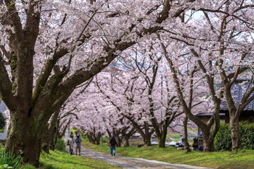 Obraz premium 桜のアーチ＠佐賀県武雄市
