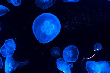 Obraz na płótnie Canvas Jellyfish Underwater