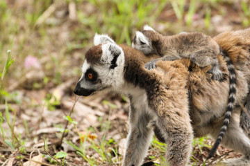 Lémurien catta Madagascar