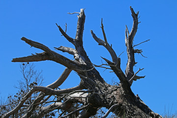 Baum vor blauem Himmel