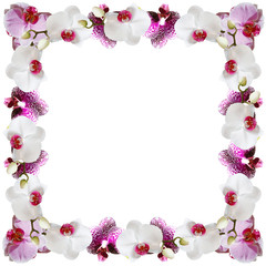 Delicate floral background. Orchids 
