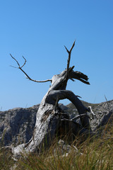 Baum vor blauem Himmel