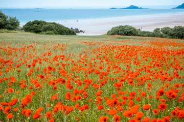 Zelfklevend Fotobehang Red poppy field near sea, Brittany © Kotangens