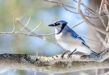 Blue Jay (Cyanocitta cristata) in early springtime, perched on a branch, observing and surveying his domain.