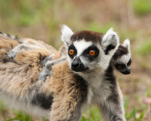 Lémurien catta Madagascar