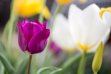 チューリップのはな