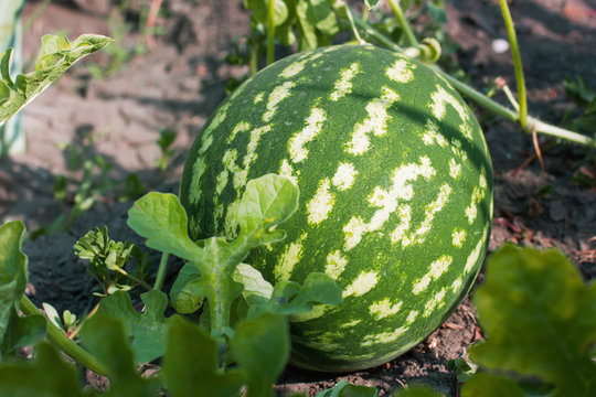 watermelon in the garden lying on the ground