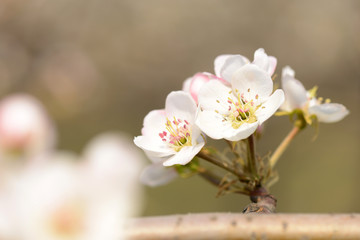 Obraz premium Pear flower blooming