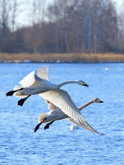 Two swans in the early spring