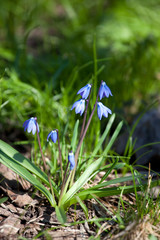 Wood squill (Scilla siberica in latin) flowers