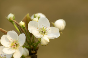 Fototapeta premium Pear flower blooming