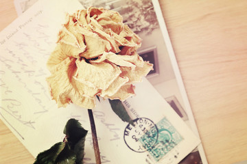 Dry rose and old postcard with handwritten. Soft light vintage s