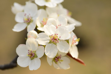 Pear flower blooming