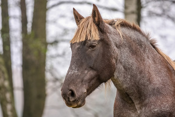 horse  on meadow