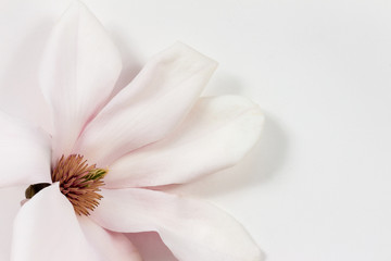 Fototapeta na wymiar Einzelne Magnolienblüte auf weissem Papier
