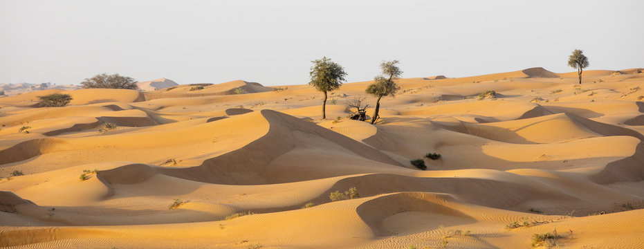 panorama of sand desert in arab emirate