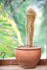 Succulents in orange baked clay pot. Scandinavian room interior