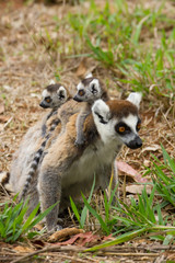 Lémurien catta Madagascar