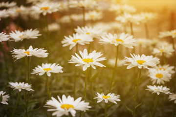 Fototapeta premium Daisies in green leaves in the sunlight