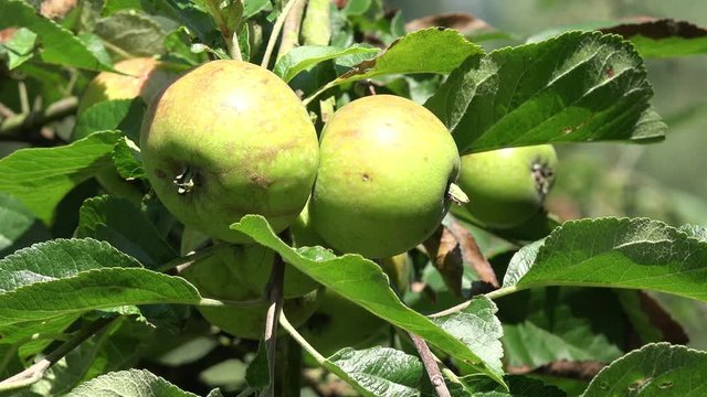 Green apple fruits hanging on apple tree