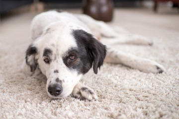 Hund liegt auf flauschigem Teppich und fühlt sich wohl - bokeh