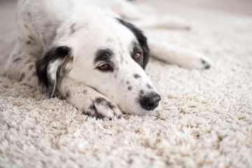 Weißer Hund auf weißem Teppich - müder Hund