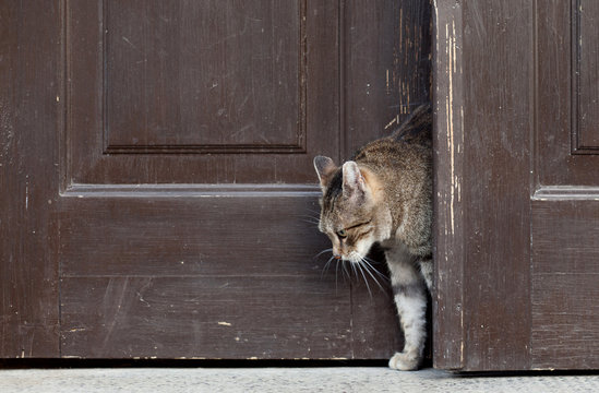 Cat Leaves Home, Cat Open And Entering Into A Door
