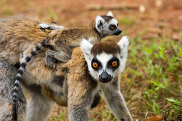 Obraz premium Lémurien catta Madagascar