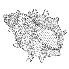 Seashell with high details. 