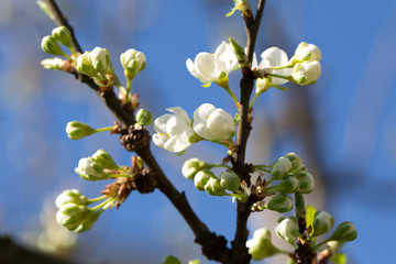 Fototapeta premium A tree in bloom, spring, fruit orchard, 