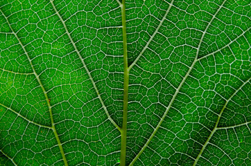 Texture of green leaf and veins