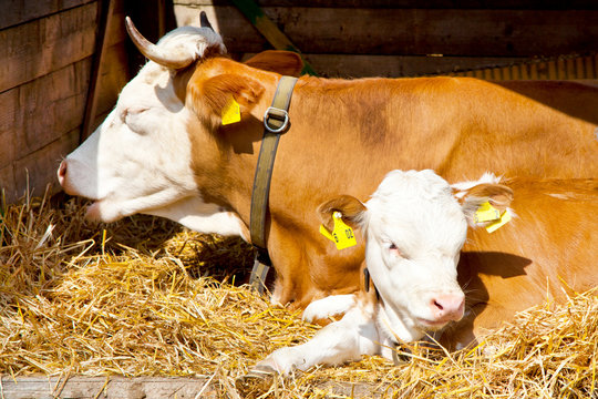 Kalb mit mutter im stahl