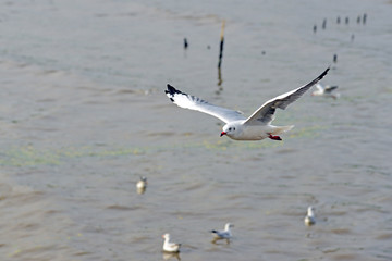 seagull is flying
