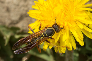 A Northern Paper Wasp Feeding on a Dandelion