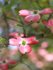 ハナミズキ　赤い花