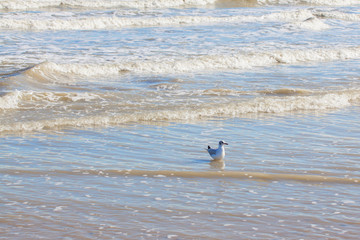 Fototapeta na wymiar Seagull in the sea.