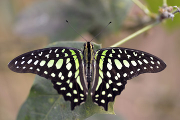 Macro of  tailed jay butterfly (Graphium agamemnon) on leaf