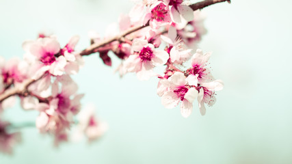 Fototapeta na wymiar Blossom tree over nature background/ Spring flowers/Spring Background