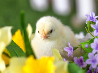 The little chick is sitting in flowers