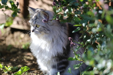 Naklejka na ściany i meble Persian cat playing in garden on grass