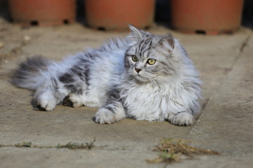 Naklejka na ściany i meble Persian cat playing in garden