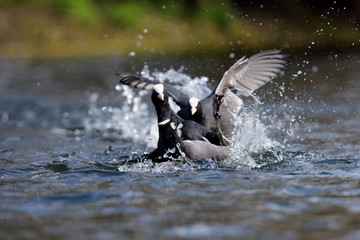 Obraz premium Eurasian Coot, Coot, Fulica atra - spring flight. 