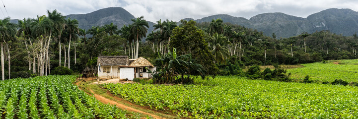 Fototapeta na wymiar Tobacco Plantation Panorama, Cuba