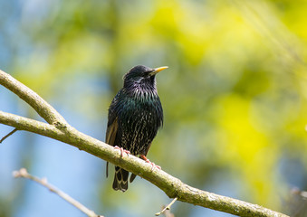starling bird perched on a tree branch during spring time
