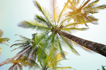Fototapeta na wymiar Paradiesischer Blick aus Hängematte auf Palmen
