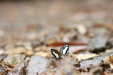 Colorful butterflys at Kaeng Krachan National Park, Thailand.