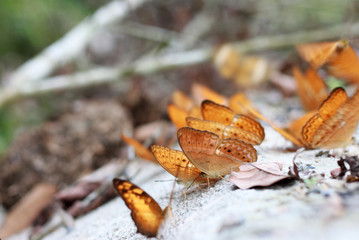 Colorful butterflys at Kaeng Krachan National Park, Thailand.