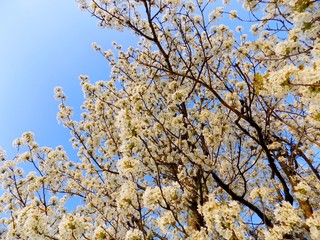 Cherry blossom tree