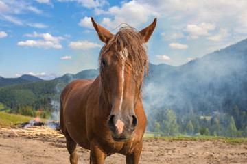 Horses, feeding on grass at high-land pasture at Carpathian Mountains in rays of sunset